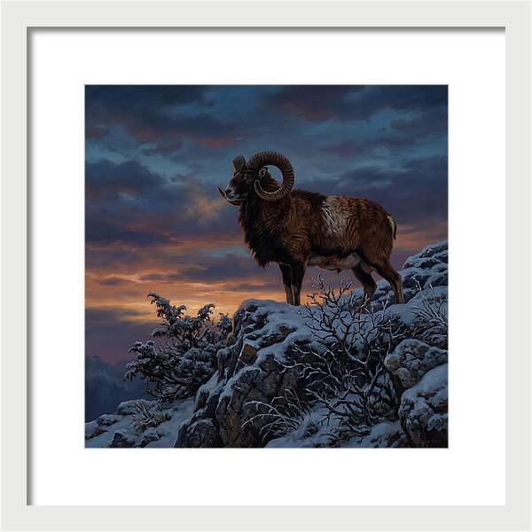 Mouflon Standing Majestically