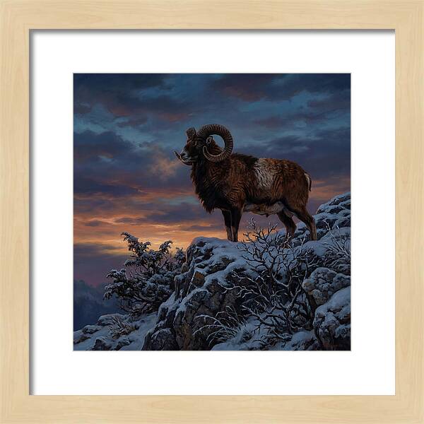 Mouflon Standing Majestically