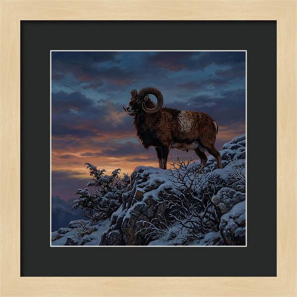 Mouflon Standing Majestically