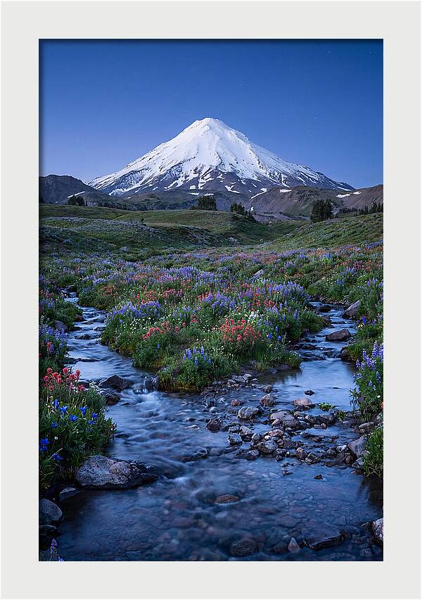 Mount Baker In Bloom