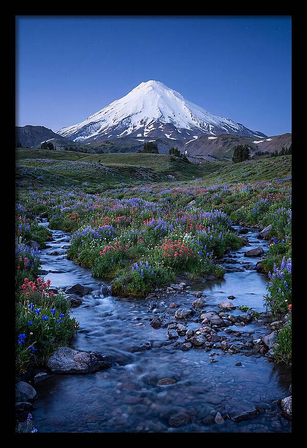 Mount Baker In Bloom