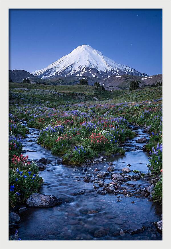 Mount Baker In Bloom