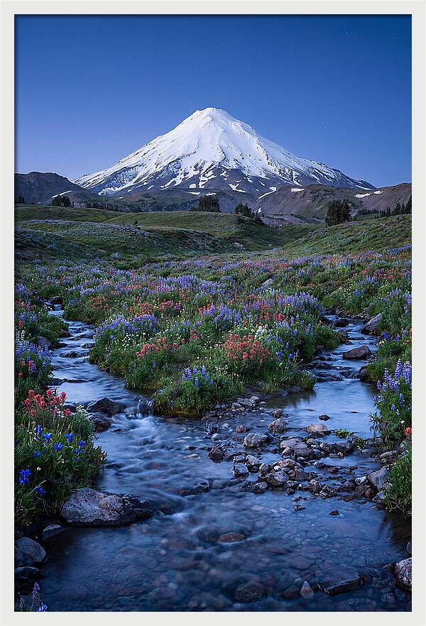 Mount Baker In Bloom