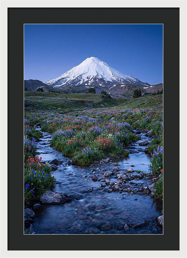 Mount Baker In Bloom