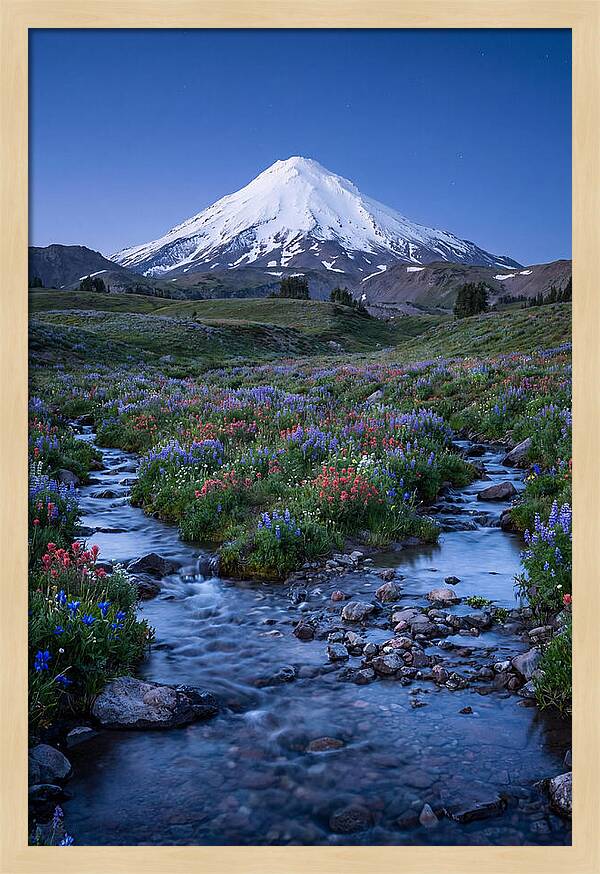 Mount Baker In Bloom