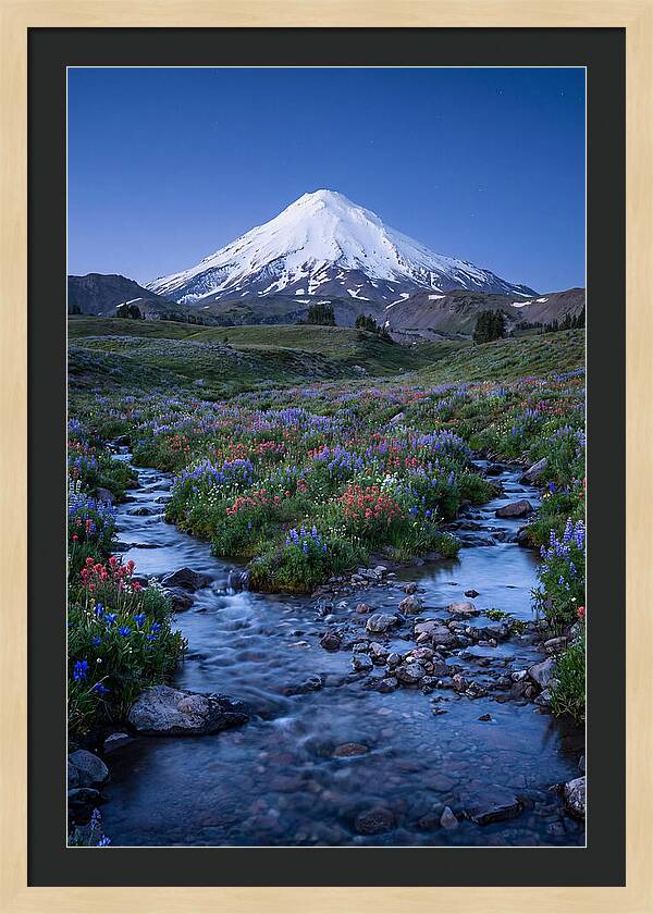 Mount Baker In Bloom