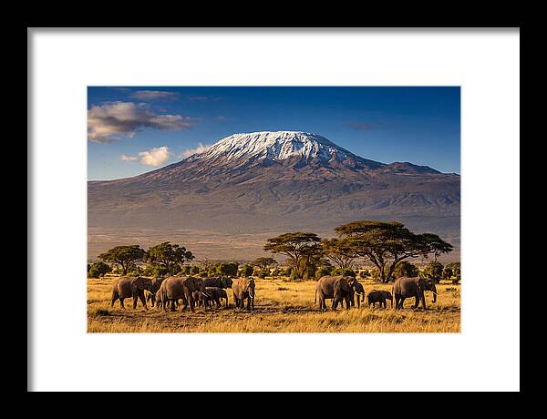 Mount Kilimanjaro Over Elephants