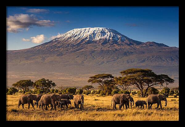 Mount Kilimanjaro Over Elephants