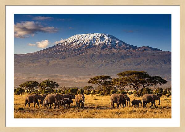 Mount Kilimanjaro Over Elephants