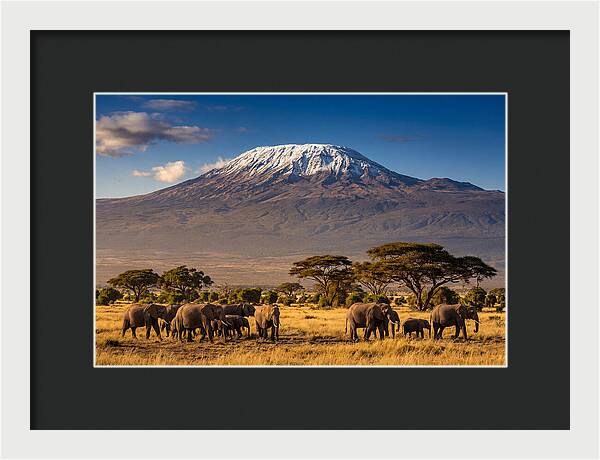 Mount Kilimanjaro Over Elephants