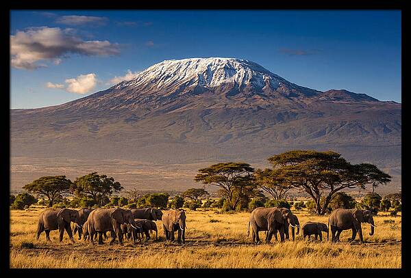 Mount Kilimanjaro Over Elephants