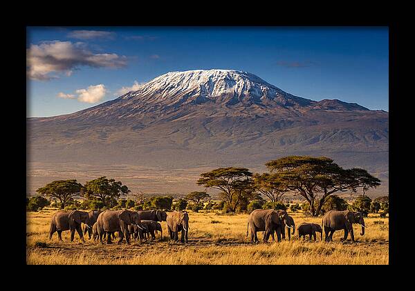 Mount Kilimanjaro Over Elephants