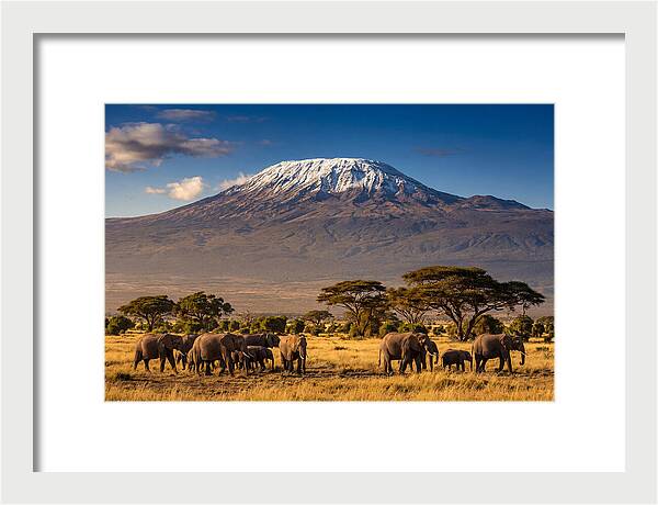 Mount Kilimanjaro Over Elephants