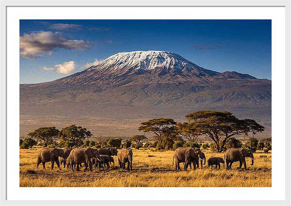 Mount Kilimanjaro Over Elephants