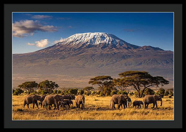 Mount Kilimanjaro Over Elephants