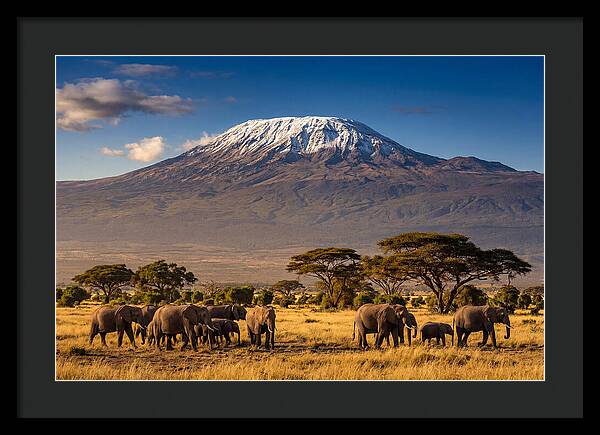 Mount Kilimanjaro Over Elephants