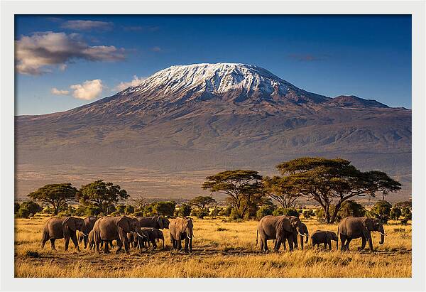 Mount Kilimanjaro Over Elephants