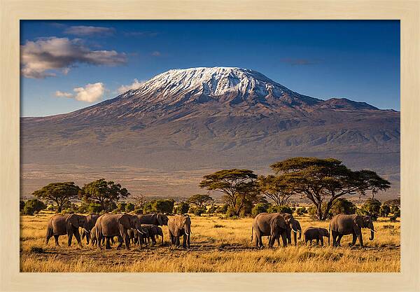 Mount Kilimanjaro Over Elephants