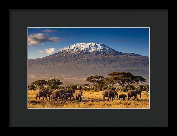 Mount Kilimanjaro Over Elephants