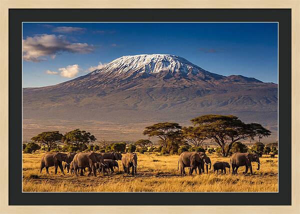 Mount Kilimanjaro Over Elephants