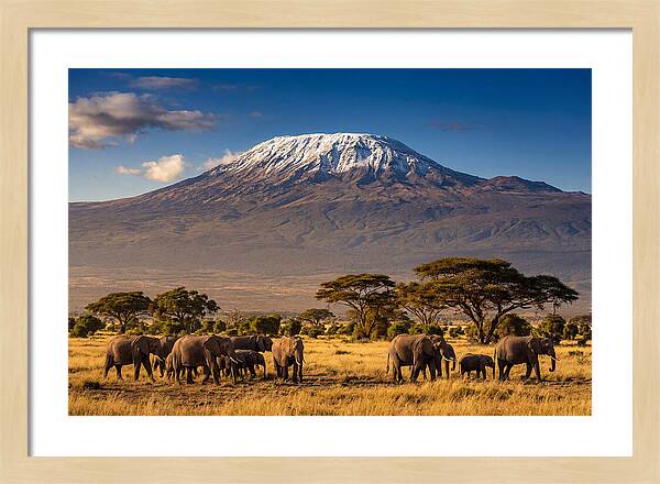 Mount Kilimanjaro Over Elephants