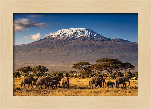 Mount Kilimanjaro Over Elephants