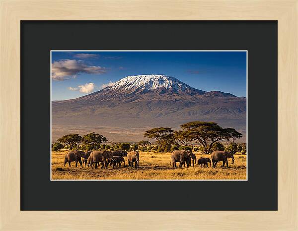 Mount Kilimanjaro Over Elephants