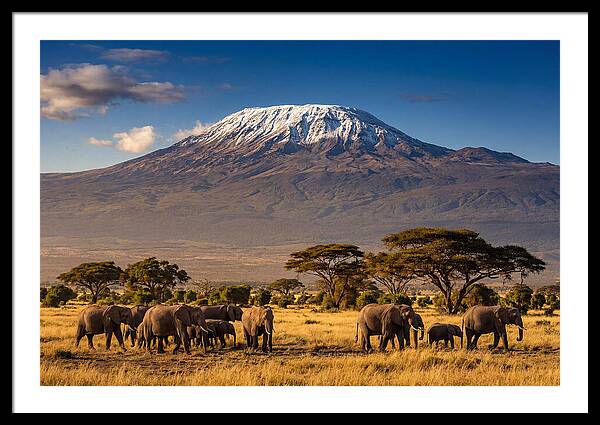 Mount Kilimanjaro Over Elephants