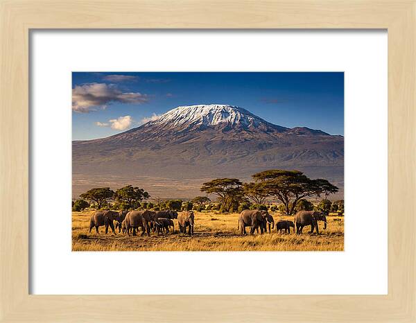 Mount Kilimanjaro Over Elephants