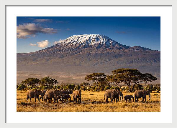 Mount Kilimanjaro Over Elephants