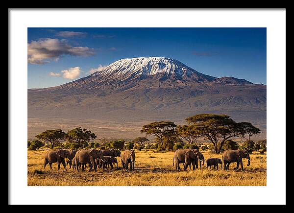 Mount Kilimanjaro Over Elephants