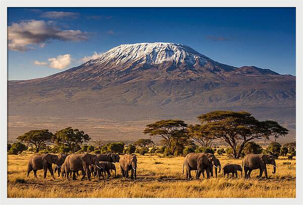 Mount Kilimanjaro Over Elephants