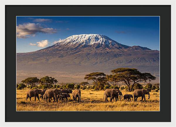 Mount Kilimanjaro Over Elephants