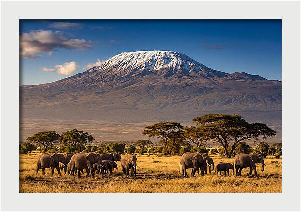 Mount Kilimanjaro Over Elephants