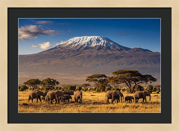 Mount Kilimanjaro Over Elephants