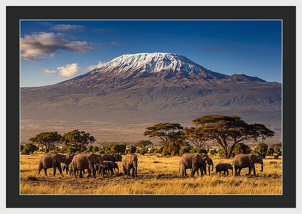 Mount Kilimanjaro Over Elephants