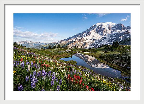 Mount Rainier Reflected In Paradise Meadows
