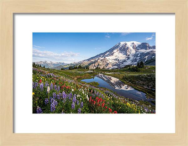 Mount Rainier Reflected In Paradise Meadows