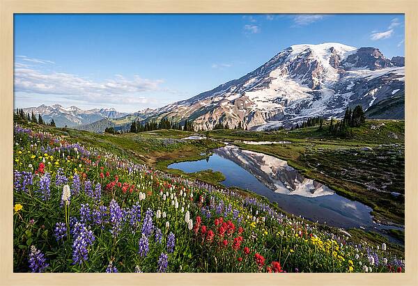 Mount Rainier Reflected In Paradise Meadows