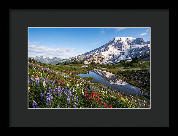 Mount Rainier Reflected In Paradise Meadows