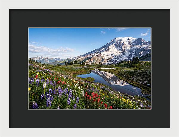 Mount Rainier Reflected In Paradise Meadows