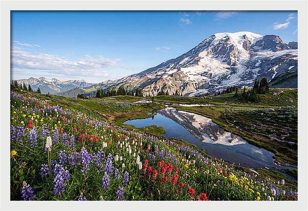 Mount Rainier Reflected In Paradise Meadows