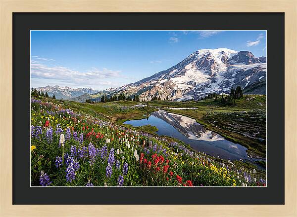 Mount Rainier Reflected In Paradise Meadows