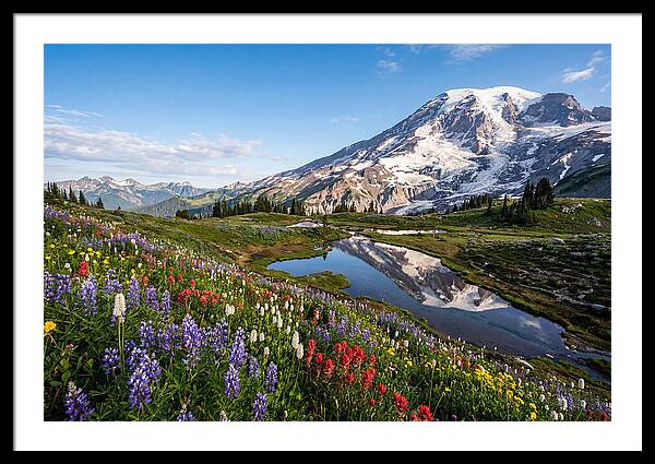 Mount Rainier Reflected In Paradise Meadows