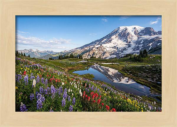 Mount Rainier Reflected In Paradise Meadows