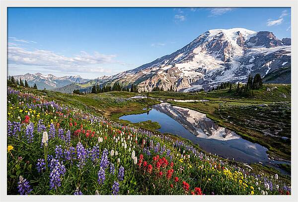 Mount Rainier Reflected In Paradise Meadows
