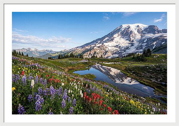Mount Rainier Reflected In Paradise Meadows