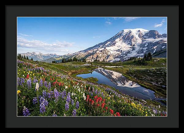 Mount Rainier Reflected In Paradise Meadows