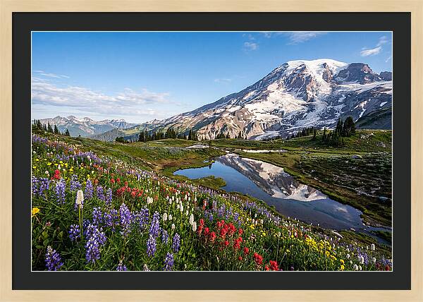 Mount Rainier Reflected In Paradise Meadows