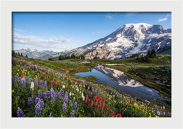 Mount Rainier Reflected In Paradise Meadows